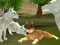 Wild Wolves Hunger Attack เกมออนไลน์