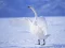 Graceful Swans เกมออนไลน์