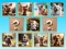 Doggie Duo Discoveries เกมออนไลน์