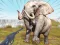 Zoo Anomaly Simulation เกมออนไลน์