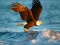 Animals Jigsaw Puzzle Eagle เกมออนไลน์