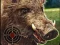 Boar Hunting Jigsaw เกมออนไลน์