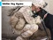 Soldier Dog Jigsaw เกมออนไลน์