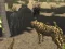 African Cheetah Hunting Simulator เกมออนไลน์