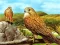 Birds of Prey Slide เกมออนไลน์