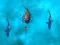 Avoid the Sharks เกมออนไลน์