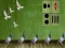 Pigeon Escape 2 เกมออนไลน์