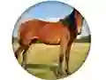 Animal Quiz เกมออนไลน์