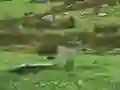 Pigeons Hunting เกมออนไลน์