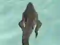 Crocodile Simulator Beach Hunt เกมออนไลน์