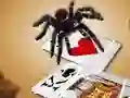 Jumping Spider เกมออนไลน์
