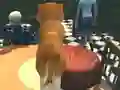 Dog Simulator: Puppy Craft เกมออนไลน์