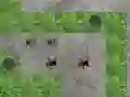 Spider Tower Defence เกมออนไลน์