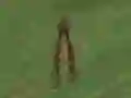 Dino Hunt เกมออนไลน์
