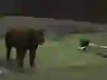 Bear Den เกมออนไลน์