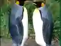 Penguin Puzzle เกมออนไลน์
