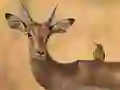 Wild Deer Jigsaw เกมออนไลน์