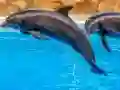 Sea Dolphin Jigsaw เกมออนไลน์