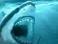 Hungry Shark เกมออนไลน์