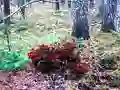 Bernati Forest Adventure เกมออนไลน์