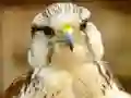 Gyrfalcon Jigsaw เกมออนไลน์