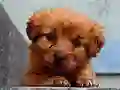 Puppy Puzzle เกมออนไลน์