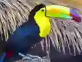 Toucan Bird Jigsaw เกมออนไลน์