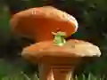 Mushroom Plant Land Escape เกมออนไลน์