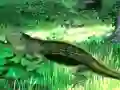 Lizard Forest Escape เกมออนไลน์