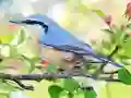 Hidden Spots Birds เกมออนไลน์