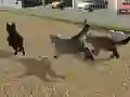 Run Cat Cat Race เกมออนไลน์