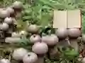Lycoperdon Mushroom Land Escape เกมออนไลน์