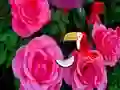 Precious Rose Escape เกมออนไลน์