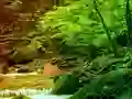 Peaceful Rainbow Forest Escape เกมออนไลน์