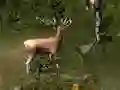 Sniper Hunting Deadly Animal เกมออนไลน์