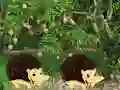 Escape From Mango Farm เกมออนไลน์