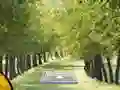 Pair of Cat Escape เกมออนไลน์