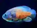 Tiger Fish Jigsaw เกมออนไลน์