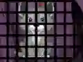 Trapped Wolf Rescue เกมออนไลน์