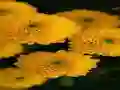 Chrysanthemums Jigsaw เกมออนไลน์
