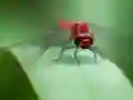Dragon Fly Jigsaw เกมออนไลน์