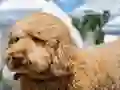 Labradoodle Jigsaw เกมออนไลน์