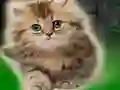 Couple Kitten Escape เกมออนไลน์