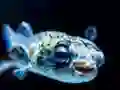 Puffer Fish Jigsaw เกมออนไลน์