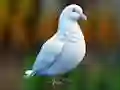 Realistic Pigeon Rescue เกมออนไลน์