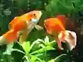 Blue Fish Escape เกมออนไลน์