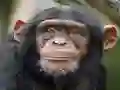 Chimpanzee Jigsaw เกมออนไลน์