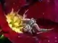 Crab Spider Jigsaw เกมออนไลน์
