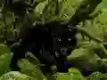 Escape from Black Panther Forest เกมออนไลน์