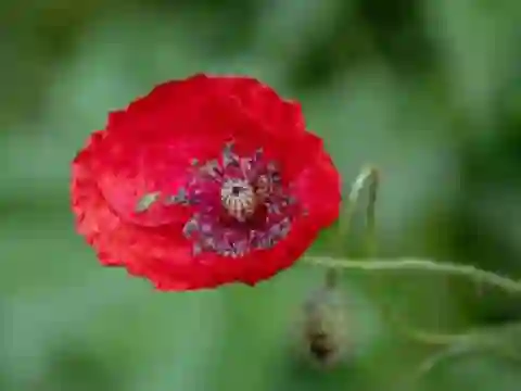 Poppy Nature Flower Jigsaw เกมออนไลน์